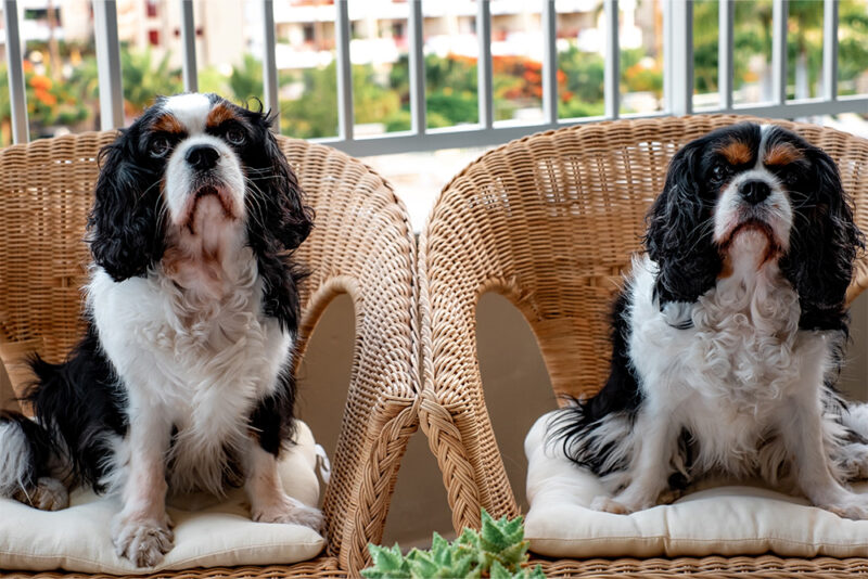 Dog-friendly areas in Dubai per breed