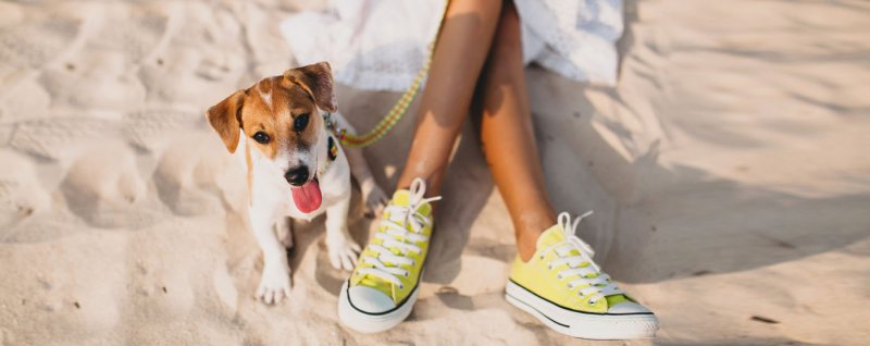 Dog on sand