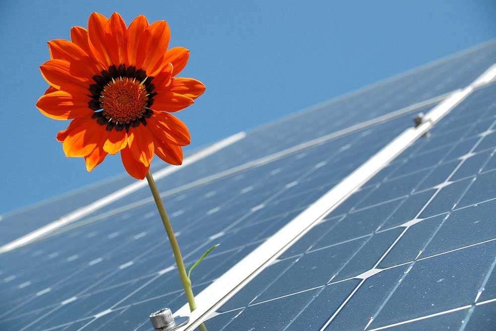 Sunflower on solar panels