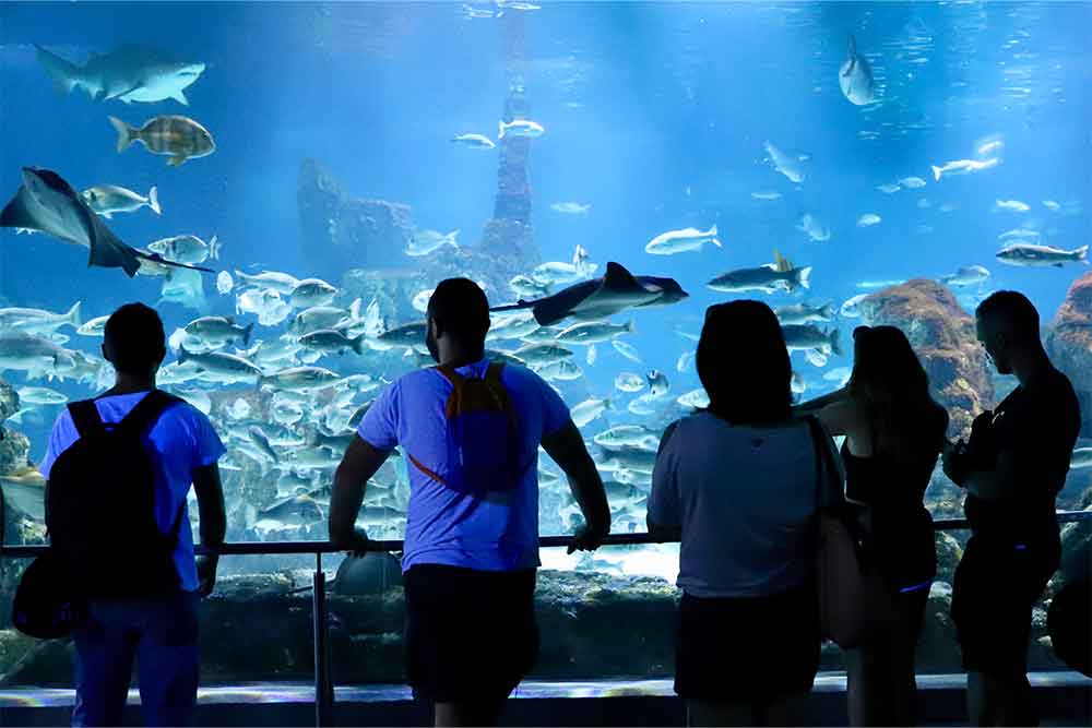 People viewing marine life at National aquarium 