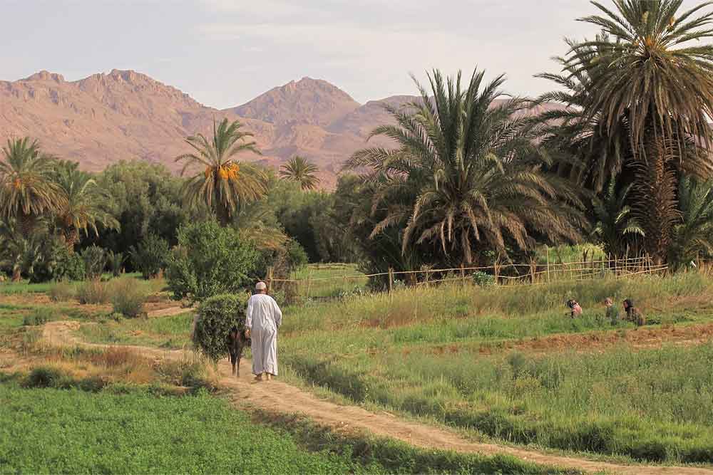 Liwa oasis for desert camping in Abu Dhabi