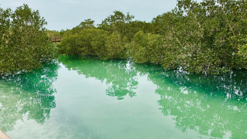 Jubail Mangrove Park Abu Dhabi