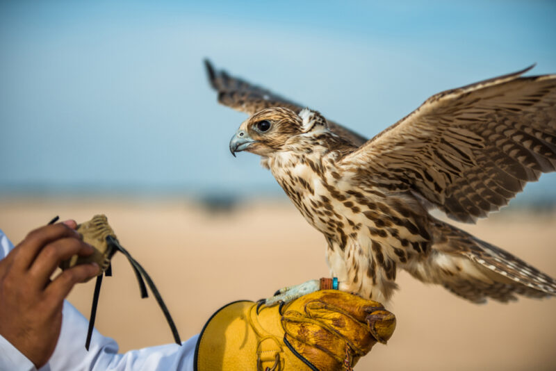 falconry in zayed national museum