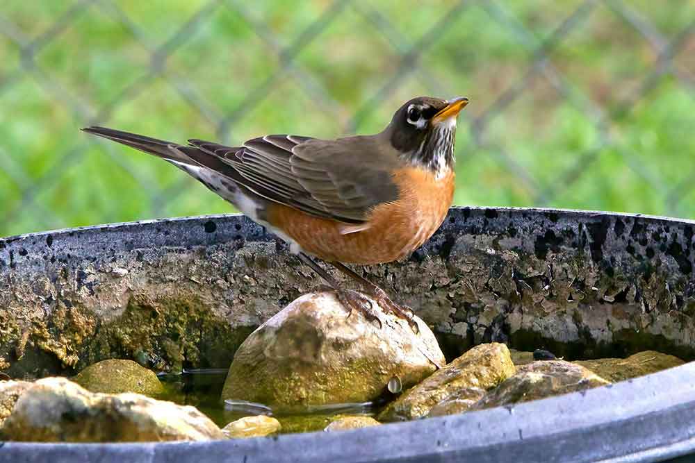 American Robin Standing on a Stone in a Bucket