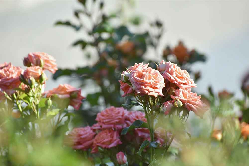 Pink Petaled Flower Lllot