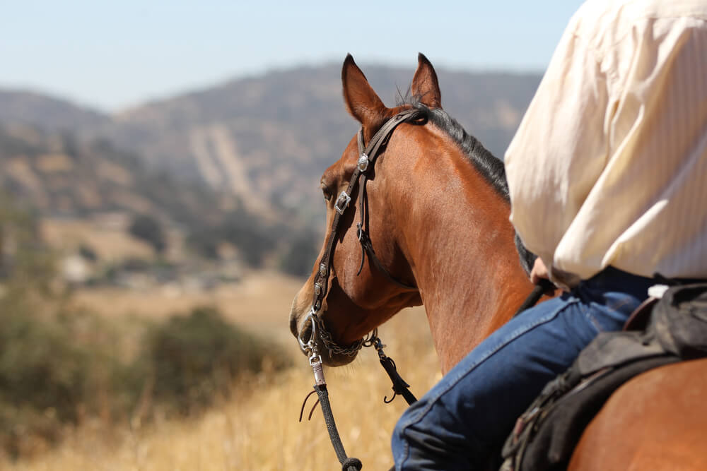 Horse riding at Hatta for all horse lovers