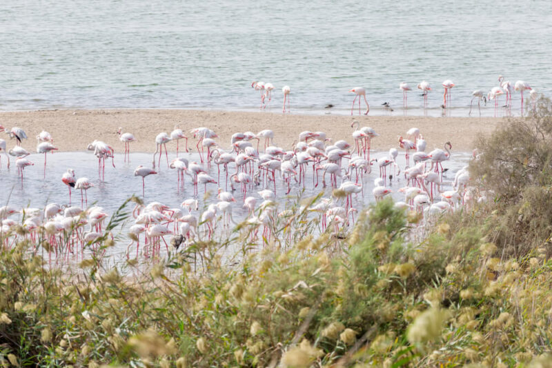 Al Wathba Wetland Reserve