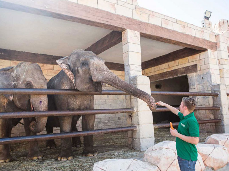Emirates Park Zoo elephants 