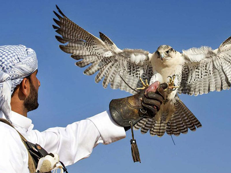 uae falcon 