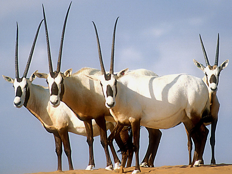 The Arabian Oryx