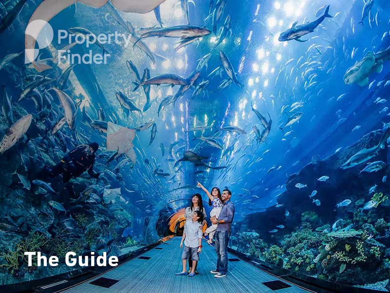 Full Guide to Dubai Aquarium & Underwater Zoo