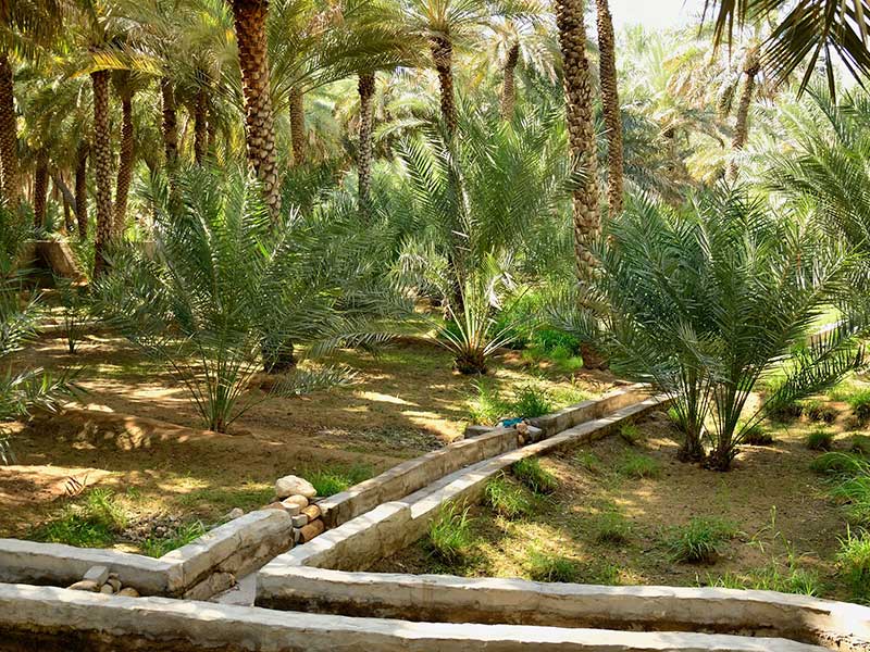 Palm trees in Ain Oasis