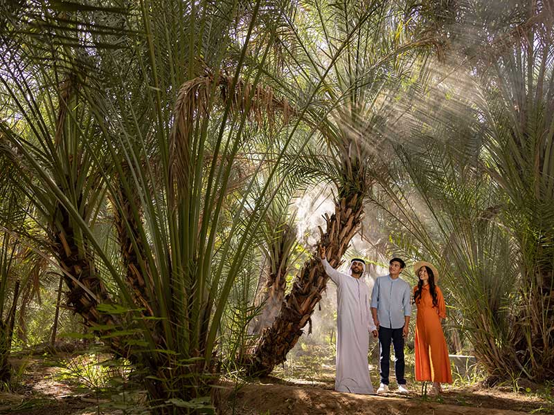 Ain Oasis Palm farms