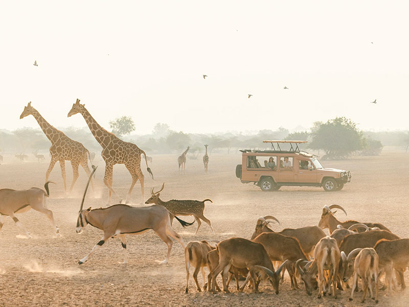 Sir Bani Yas Wildlife Park