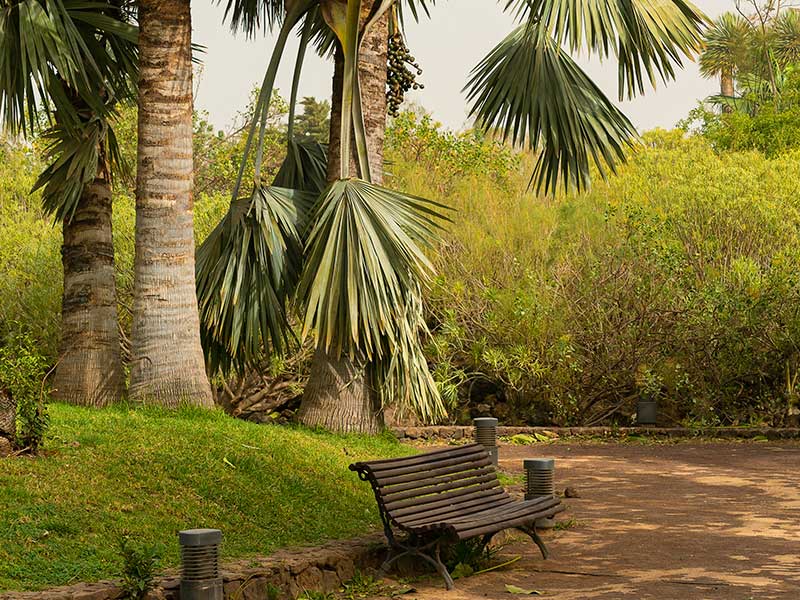 trees in Nurai Island