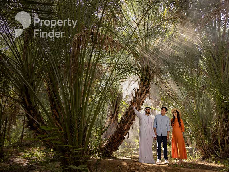 Ain Oasis Palm farms