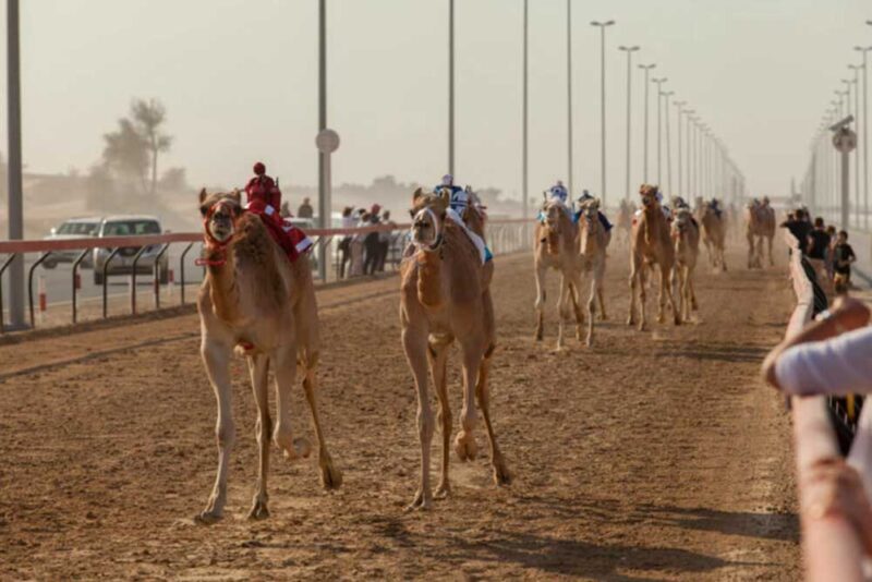 Camel race in RAK