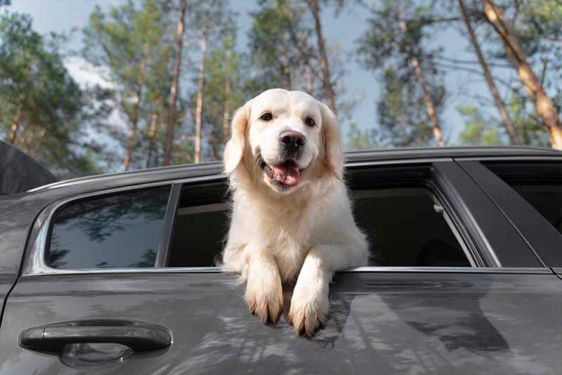 Happy pets in a Dubai pet taxi