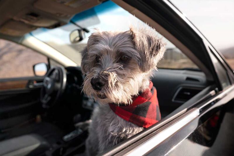 Pet taxi in Dubai with driver and dog passenger