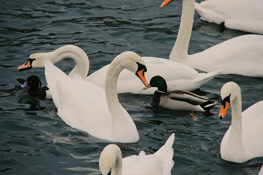 Group of swans in the lake