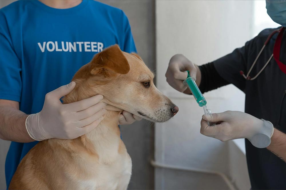  A Veterinarian Vaccinating a Dog 