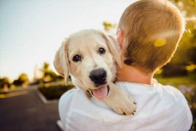 A happy dog going for a ride in Pet Taxi Dubai