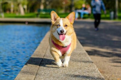 Brown and White Pembroke Welsh Corgi Near a Lake