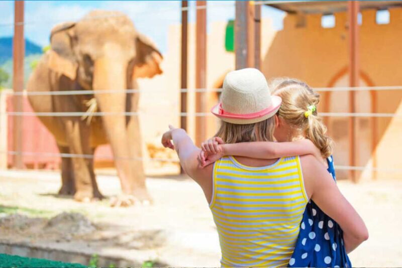 People excited to see elephants and other animals