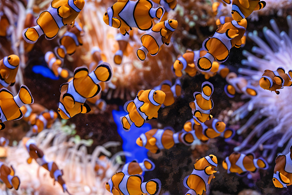 golden reef fishes in an aquarium