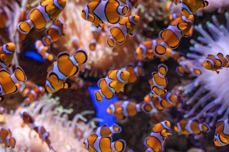 golden reef fishes in an aquarium