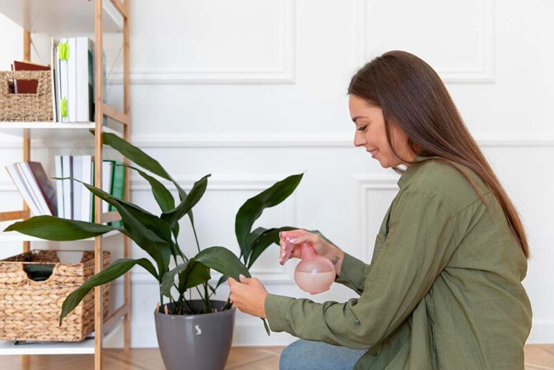 watering plant 