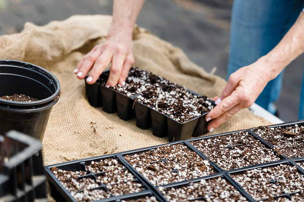  settling soil in the pot