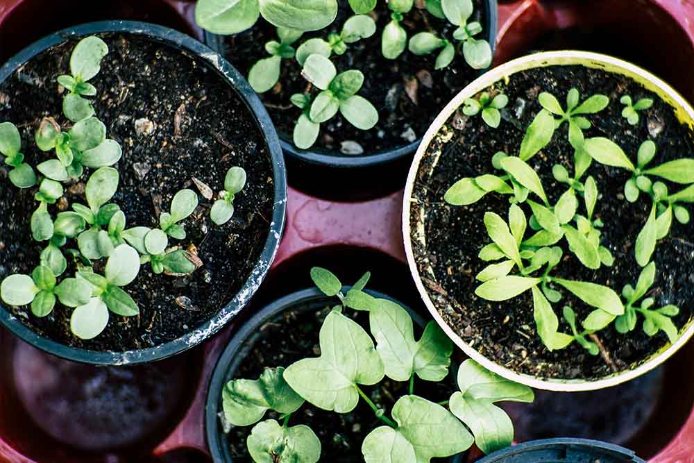 green plants