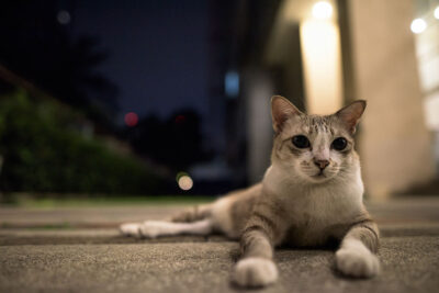 Adopt cats in Dubai from the best places