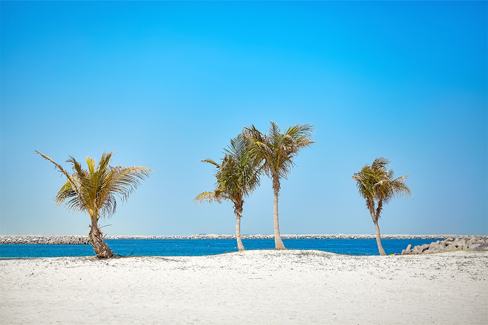 coconut trees lining Al Bateen Beach