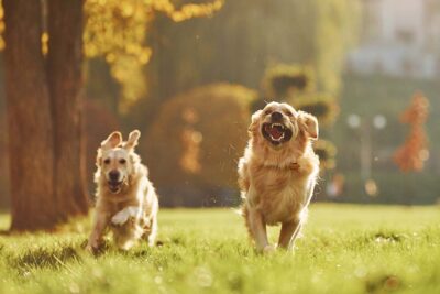 Best pet-friendly parks in Dubai for your little furries