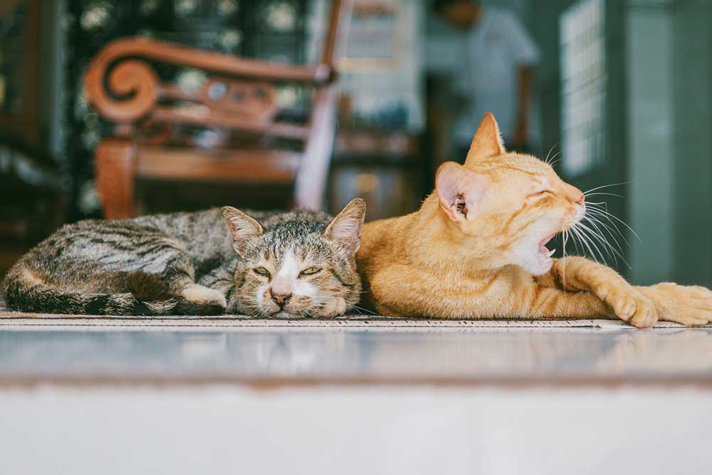 Top Places to Adopt Cats in Dubai