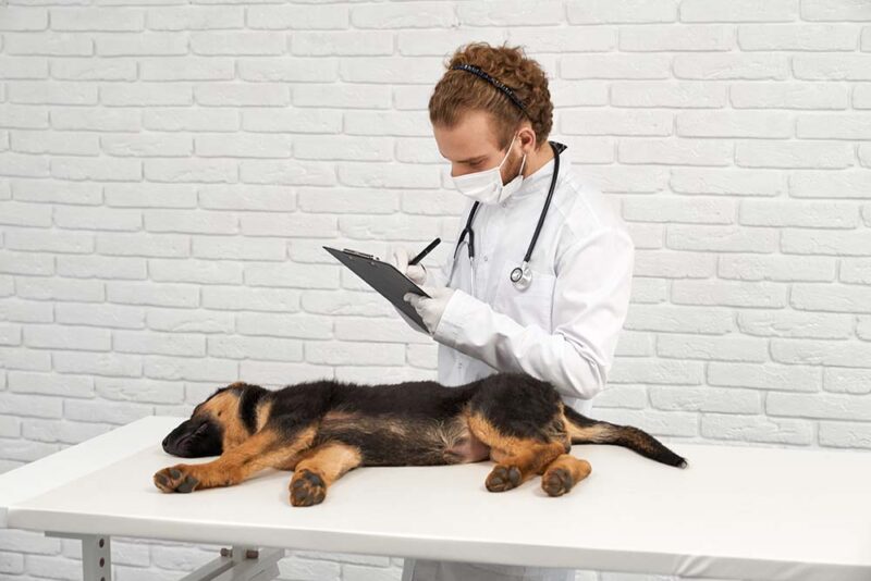 vet caring for sick dog