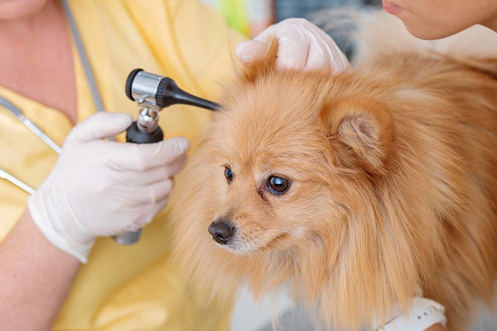 checking a puppy for ear infections 