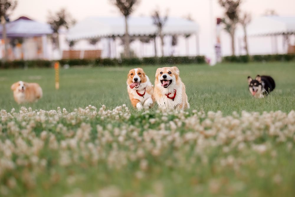 Pets expending energy by playing with other pets in Dubai parks