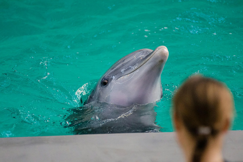  dolphins jumping from a swimming pool 