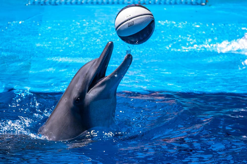 Fun Activities in Dubai Dolphinarium