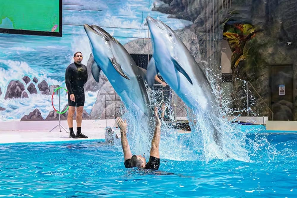 Dolphins Jumping on Water 