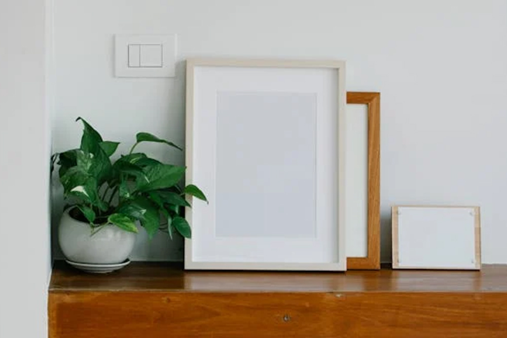 plants on a ledge 