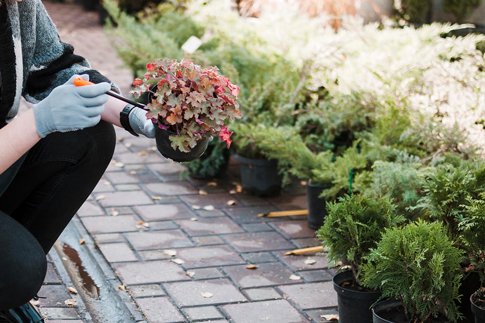 Feed and water your plants properly 