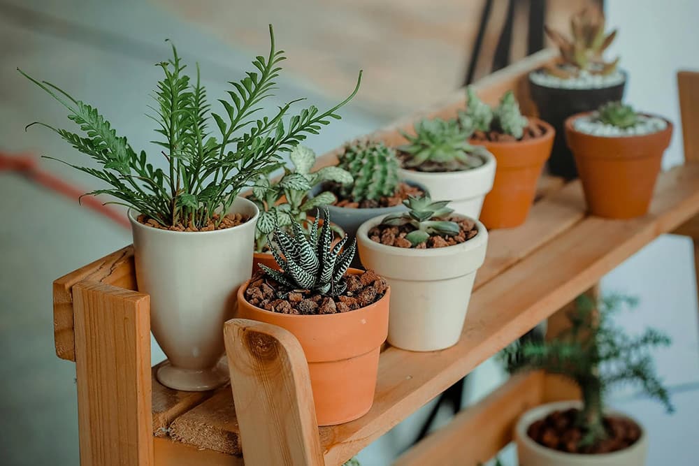 Ways to Arrange and Place Indoor Plants