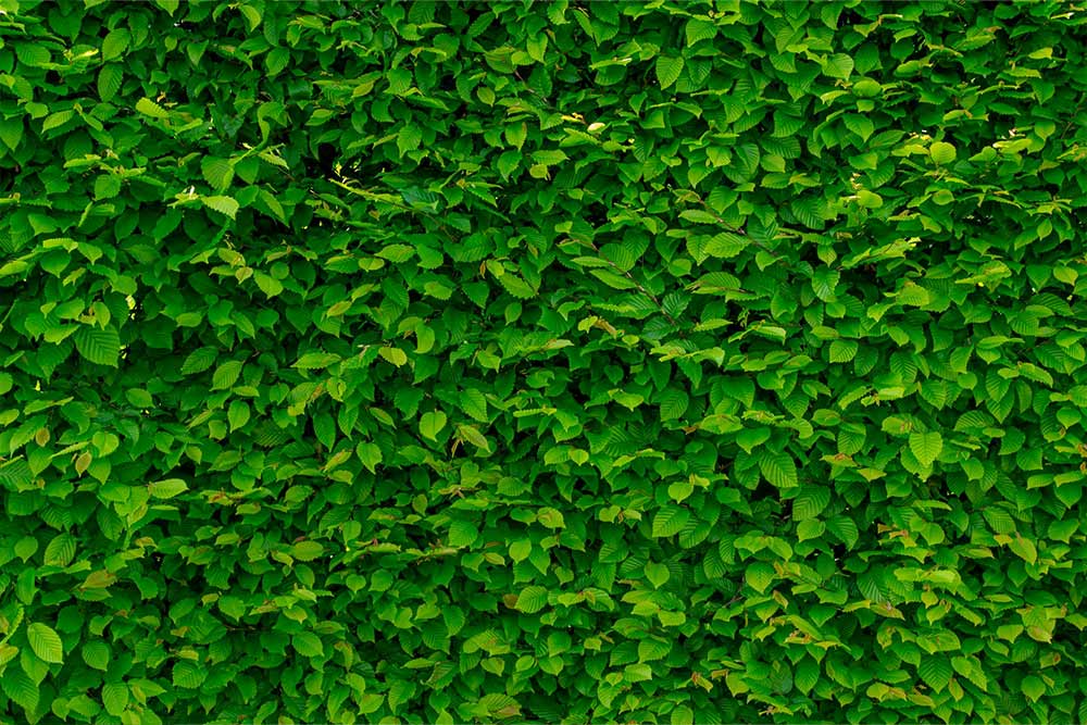 Green Leaves on a wall