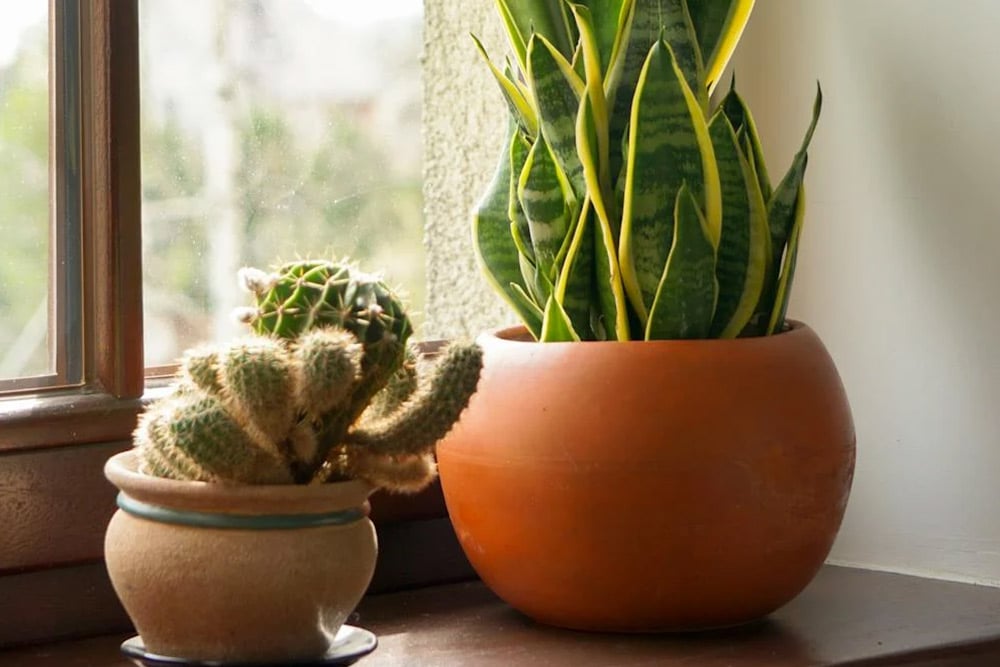 Houseplants on the Windowsill