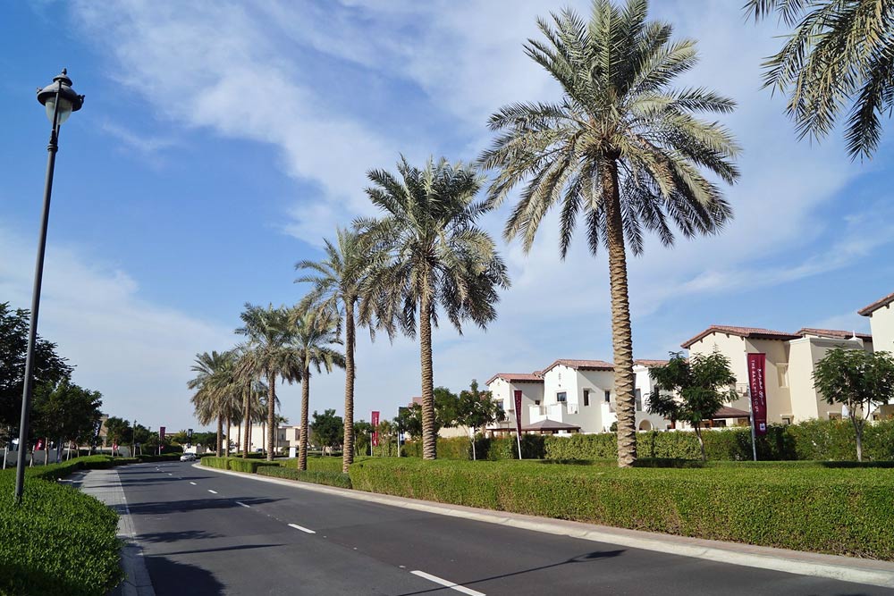 Palm trees and townhouses