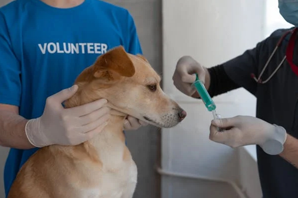 Dog getting vaccinated is one of the pet rules in dubai